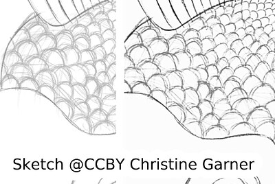 fish_square_sketchy_comparison_detail_ccby