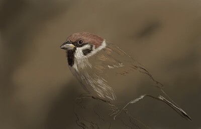 Tree Sparrow03