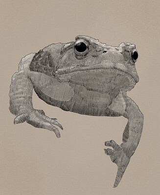 134_toad