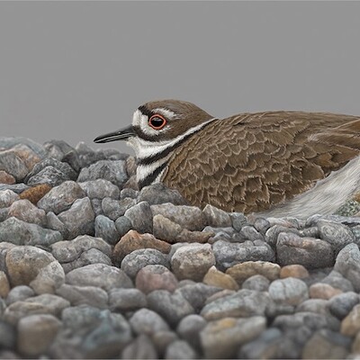 Killdeer-F3-Sm