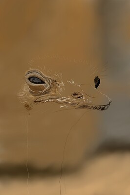 Ostrich04