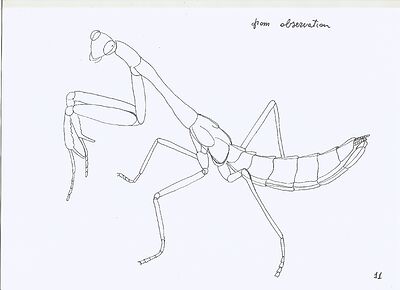 mantis