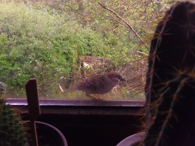 2024-05-07 Moineau (4)