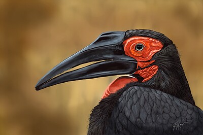Ground-Hornbill