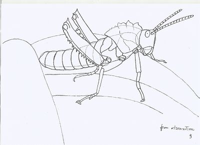 grasshopper