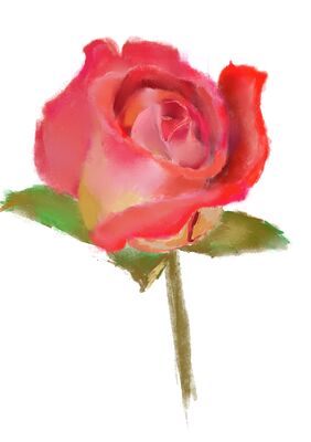 rose---28.04.2024