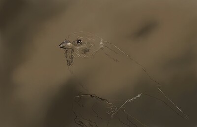 Tree Sparrow-01