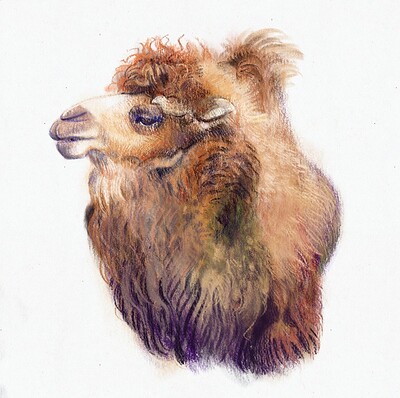 pencilgraphitetestcamelcrop_01