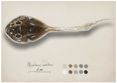 P. nattereri renacuajos challenges