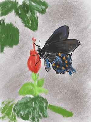 pipevineswallowtail-turkscap