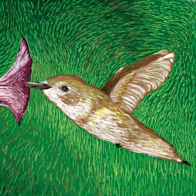 hummingbird-5