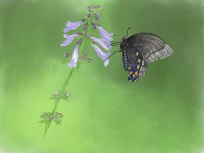 pipevineswallowtail-lyreleafsage-2627