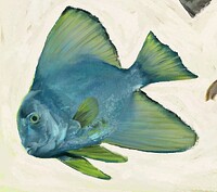 impasto_fish__CLOSE2