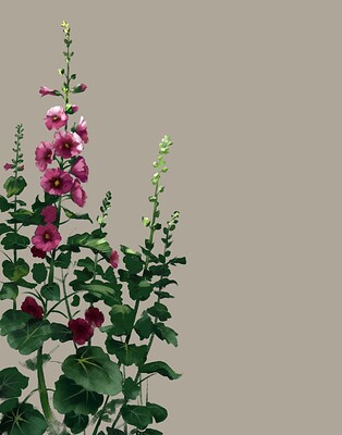 HOLLYHOCKS