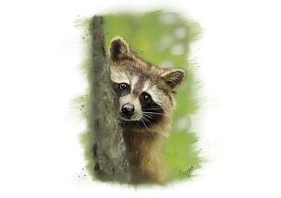 Raccoon