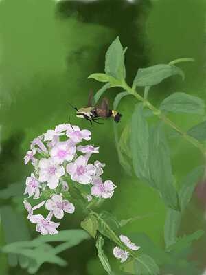 hummoth-phlox