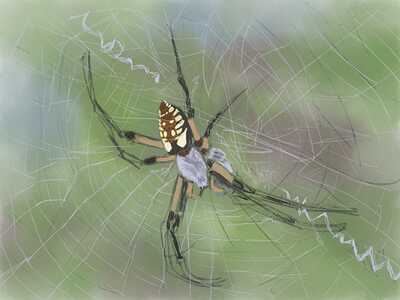 yellow-orbweaver