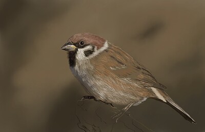 Tree Sparrow05