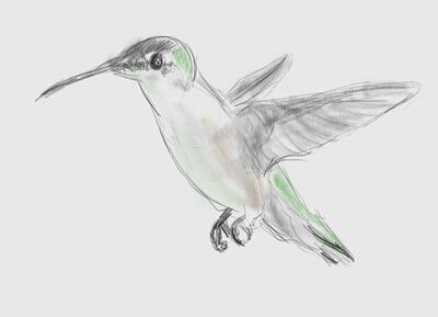 hummingbird-3894_crop-small
