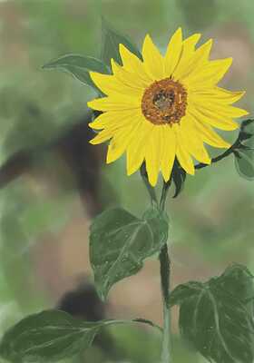 sunflower
