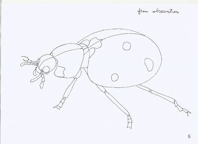 ladybug