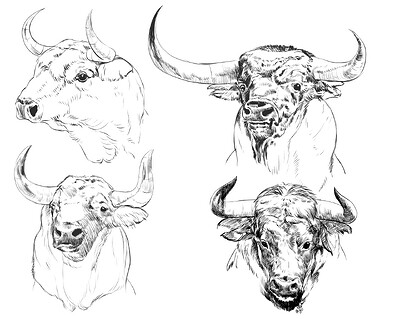 Bull Studies before Challenge