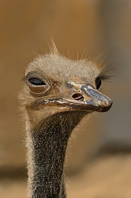 Ostrich12