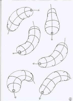 organic-form-with-contour-curves