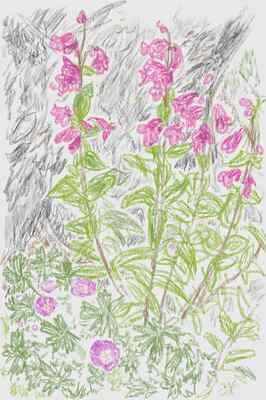 penstemon-winecup