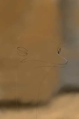 Ostrich01