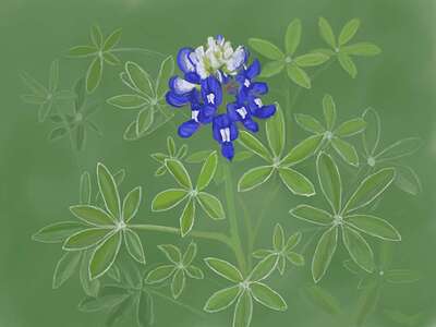 bluebonnet-0379