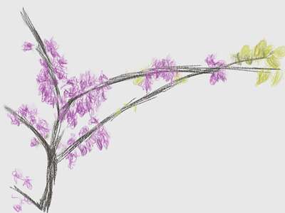 redbud