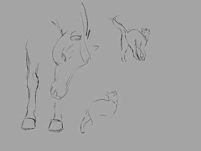Curious Animals2