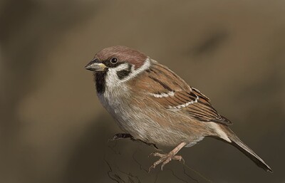Tree Sparrow09