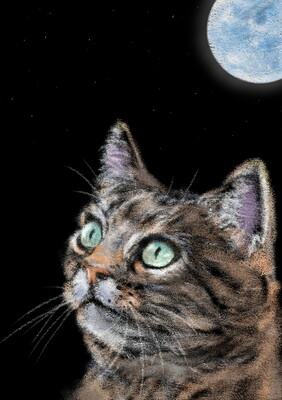 cat