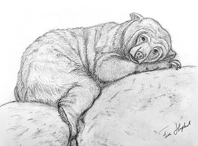 2025-02_M Bear Sketch