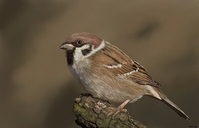 Tree Sparrow11