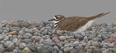 Killdeer-F3-Sm