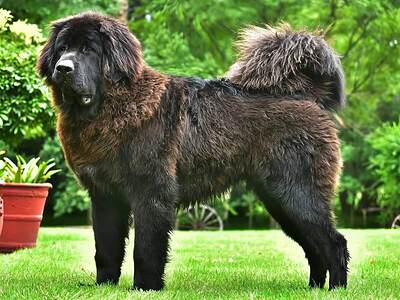 Tibetan-Mastiff-6