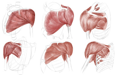 Pectrol and Deltroid muscle studies_1