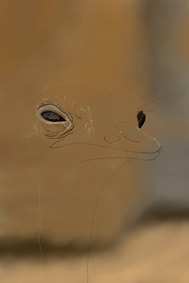 Ostrich03