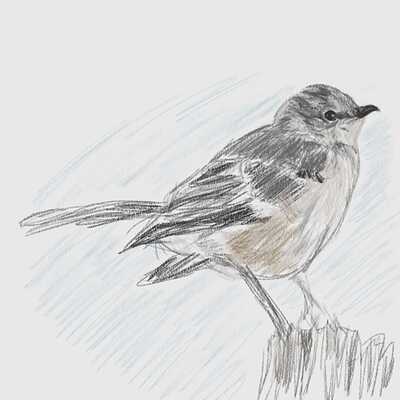 mockingbird