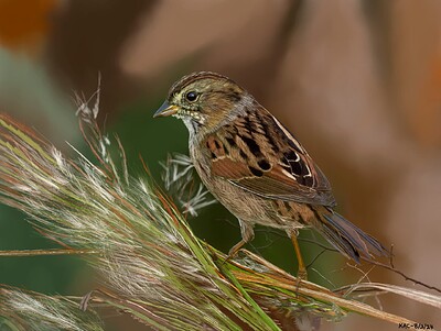 Sparrow20