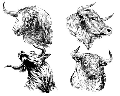 Bull Studies before Challenge 2nd part