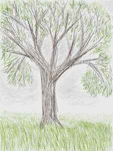 colorpencil-tree2-comp