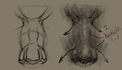 nose