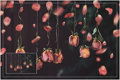 Cute Pink Petals (3)