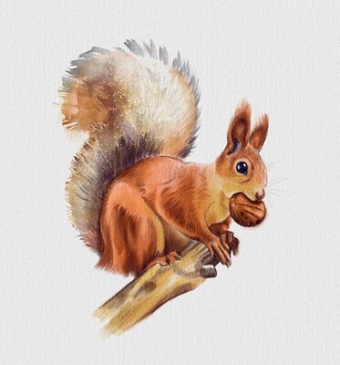 squirrel2bc