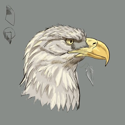 Lesson 7 - Bald Eagle Head (Profile)