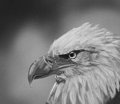 bald eagle grey scale (not) but actually grey